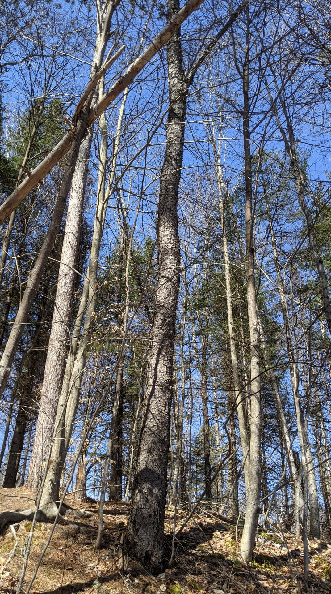 Omeka@CTL  UVM Tree Profiles : Black Birch (Betula lenta) : Practical Uses  of the Black Birch